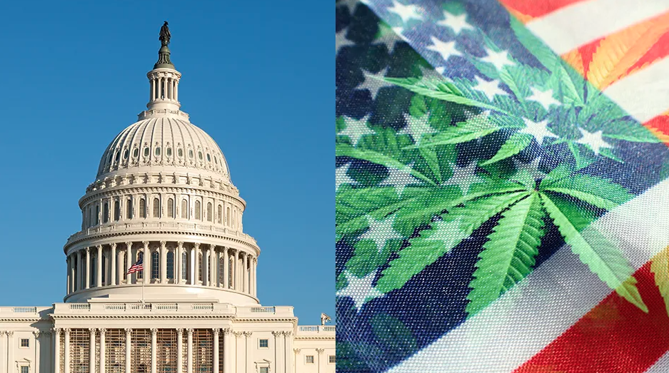 Cannabis Industry Stakeholders React to DEA Head Terrance Cole’s Confirmation
