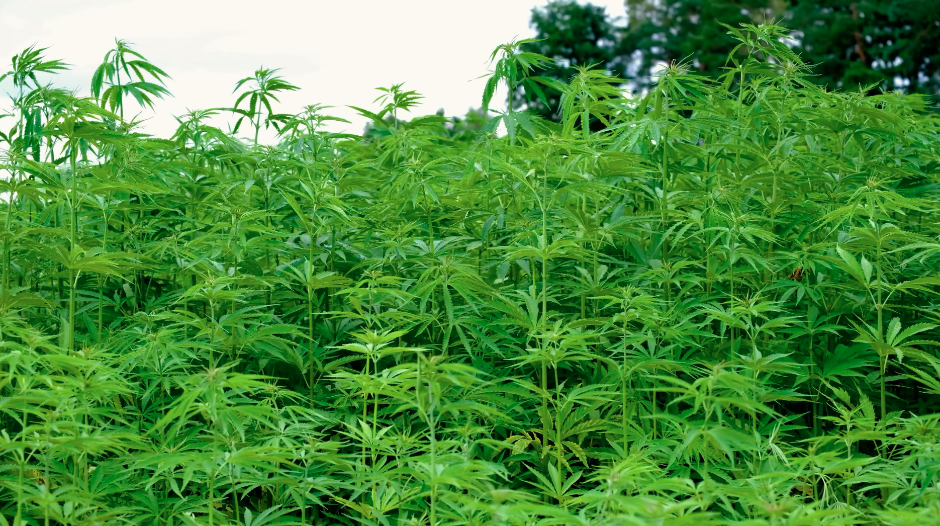 39 Attorneys General Tell Federal Lawmakers to Ban Hemp THC Products
